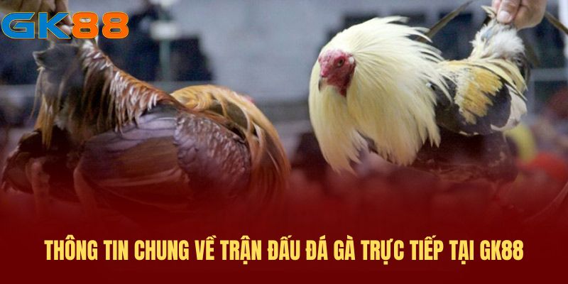 gioi-thieu-tran-dau-da-ga-truc-tiep 