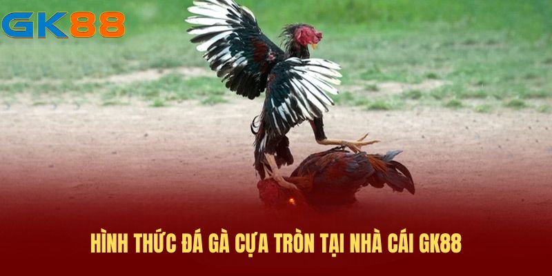 hinh-thuc-da-ga-truc-tiep-cua-tron-gk88 